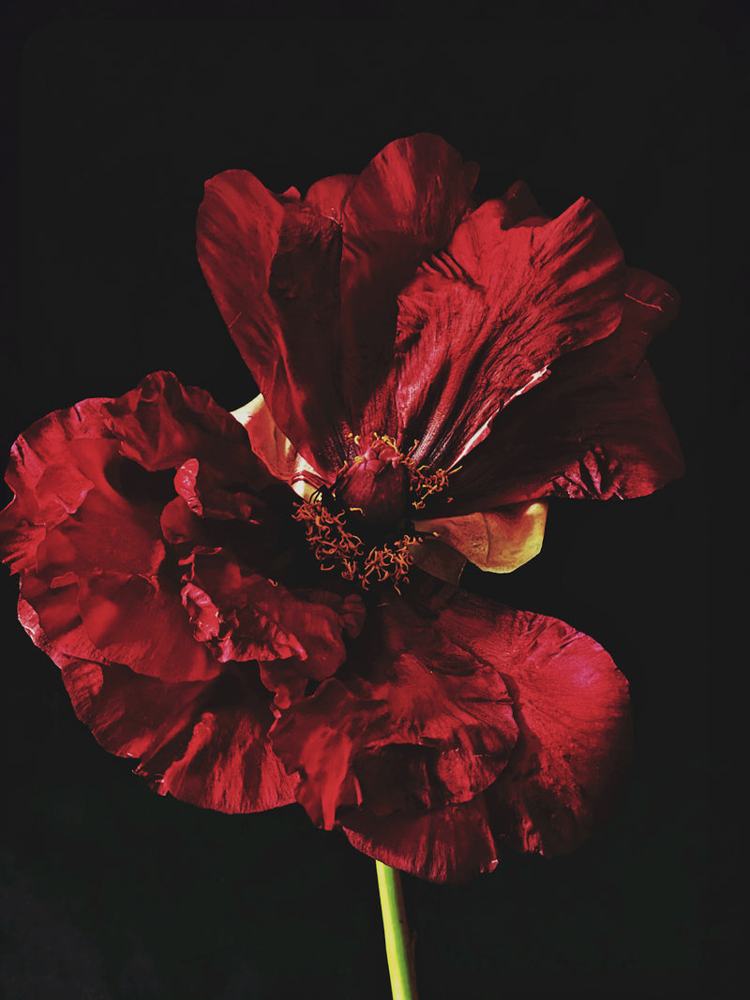 Ashley Woodson Bailey Morgana Artwork