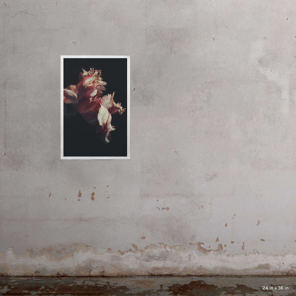 24x36" Moving Day art print by Ashley Woodson Bailey, a tulip her husband grew in Georgia, photographed days before their move to Florida.