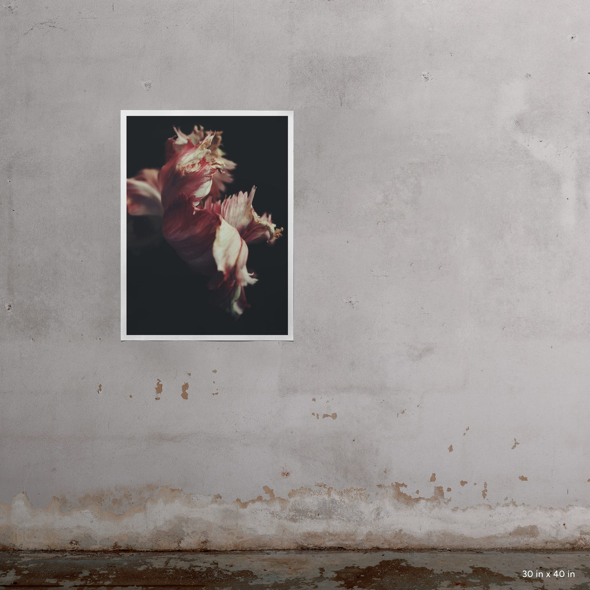 30x40" Moving Day art print by Ashley Woodson Bailey, a tulip her husband grew in Georgia, photographed days before their move to Florida.