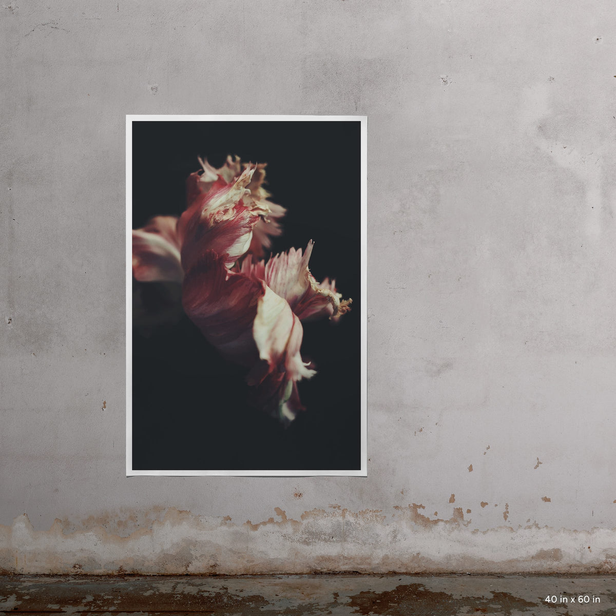 40x60" Moving Day art print by Ashley Woodson Bailey, a tulip her husband grew in Georgia, photographed days before their move to Florida.