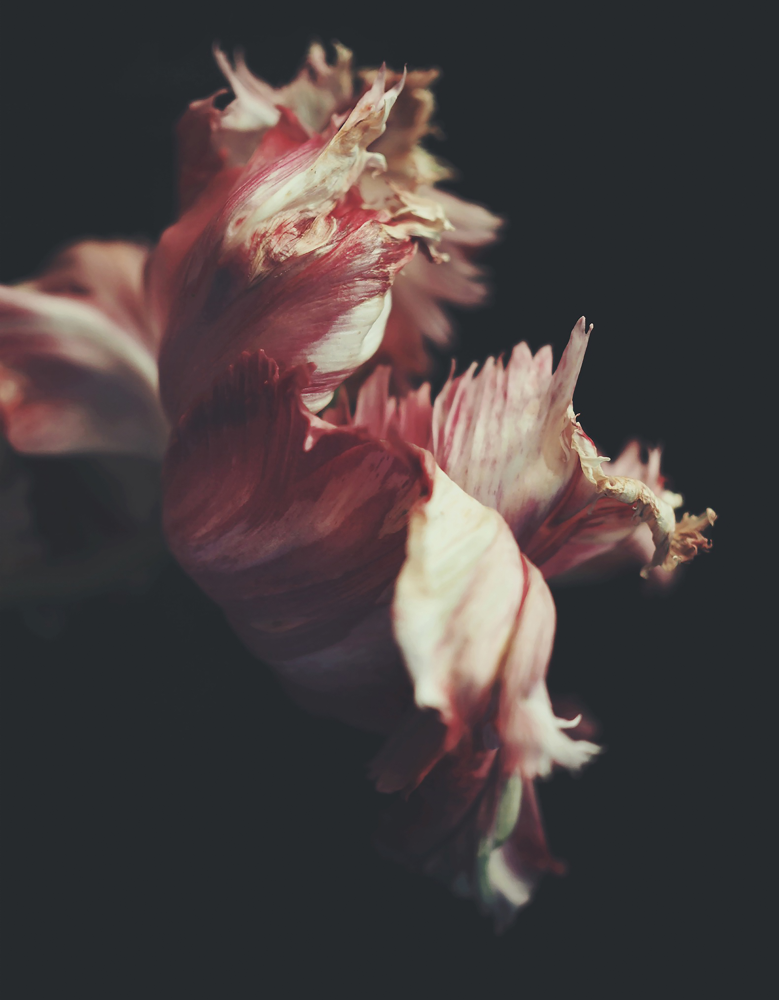 Moving Day art print by Ashley Woodson Bailey, a tulip her husband grew in Georgia, photographed days before their move to Florida.