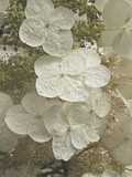 Ashley Woodson Bailey Oakleaf Artwork