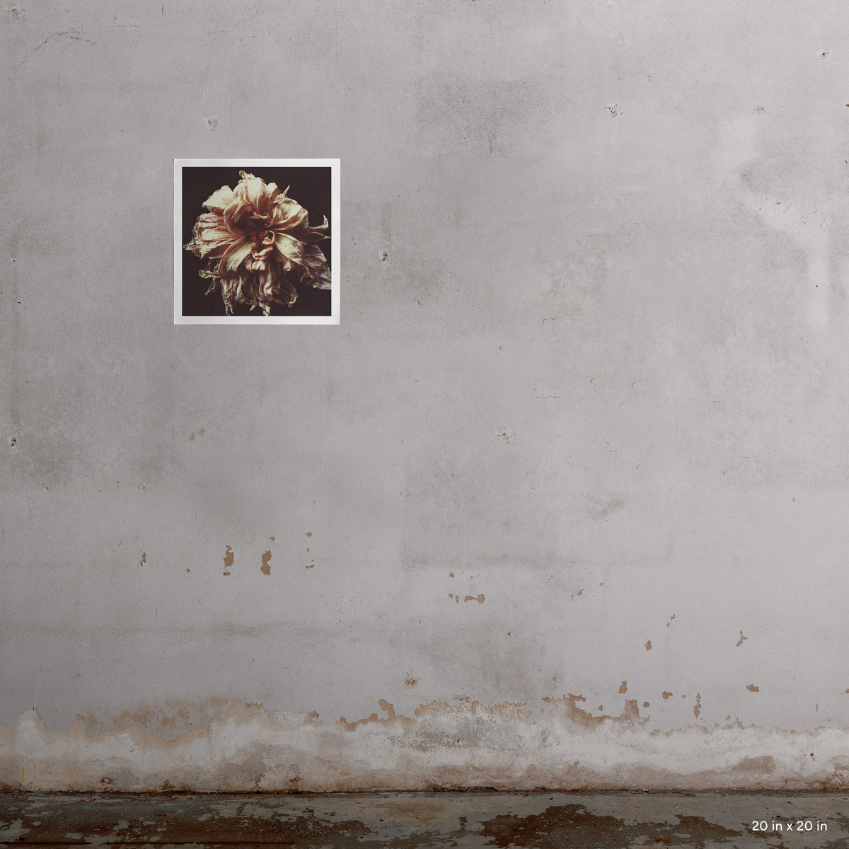 20x20" Ophelia art print by Ashley Woodson Bailey, a dahlia at the very edge of bloom, luminous in cream, blush, and the faintest violet.