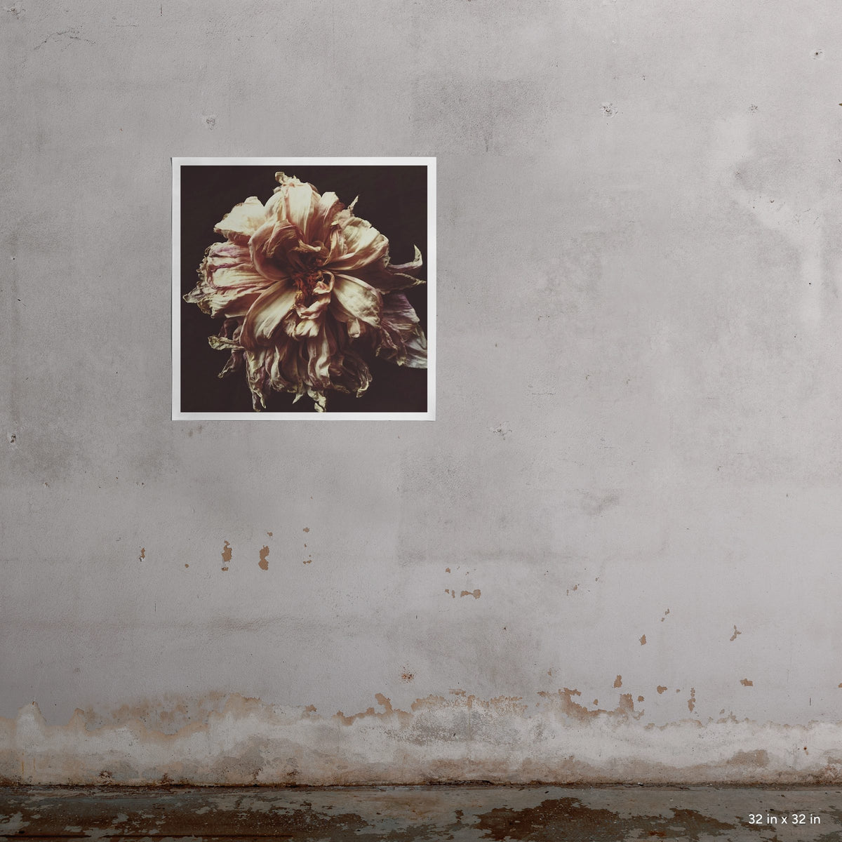 32x32" Ophelia art print by Ashley Woodson Bailey, a dahlia at the very edge of bloom, luminous in cream, blush, and the faintest violet.