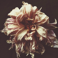 Ashley Woodson Bailey Ophelia Artwork