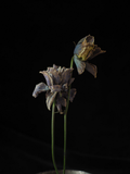 Ashley Woodson Bailey Painted Ladies Artwork