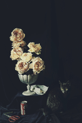 Petunia