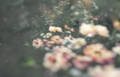 Ashley Woodson Bailey Praire Artwork