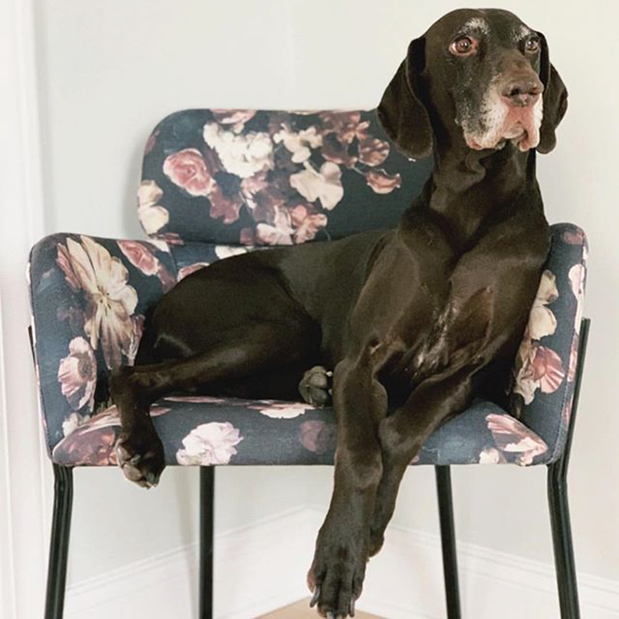AWB Reese Wallpaper Insitu Living Room Chair