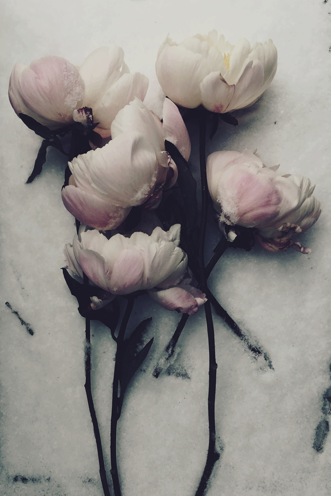 Snowday