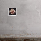 20x20" Syd art print by Ashley Woodson Bailey, a Cafe Ole dahlia made for the people of Australia, lovely, generous, and warmly welcoming.
