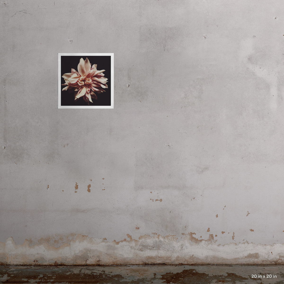 20x20" Syd art print by Ashley Woodson Bailey, a Cafe Ole dahlia made for the people of Australia, lovely, generous, and warmly welcoming.