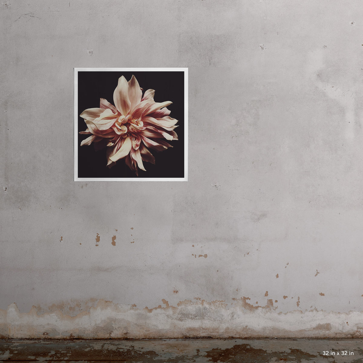 32x32" Syd art print by Ashley Woodson Bailey, a Cafe Ole dahlia made for the people of Australia, lovely, generous, and warmly welcoming.