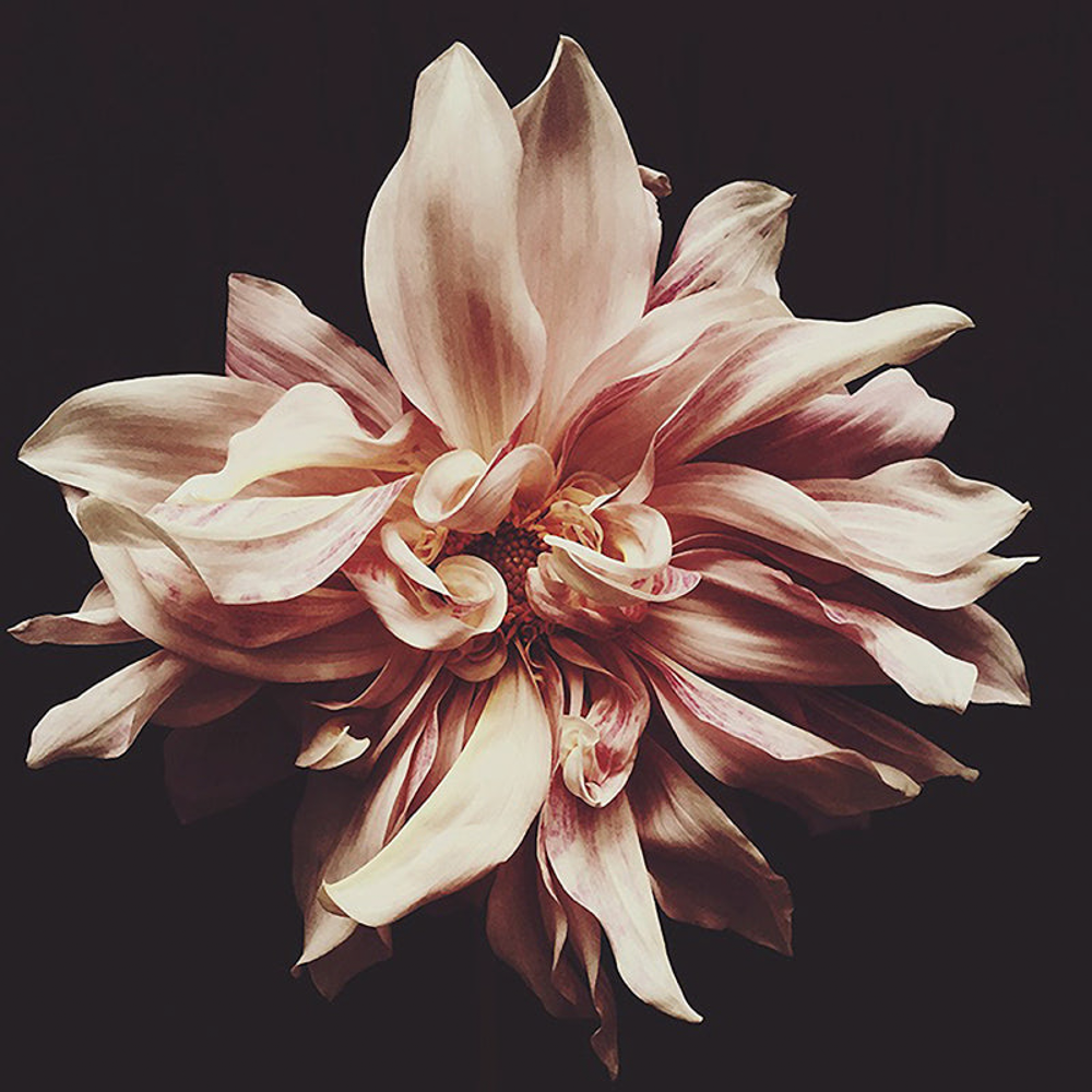 Ashley Woodson Bailey Syd Artwork