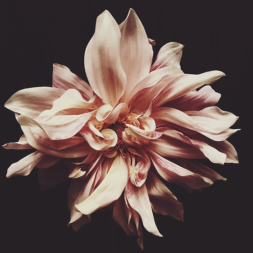 Syd art print by Ashley Woodson Bailey, a Cafe Ole dahlia made for the people of Australia, lovely, generous, and warmly welcoming.