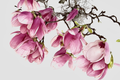 Tulip Magnolia