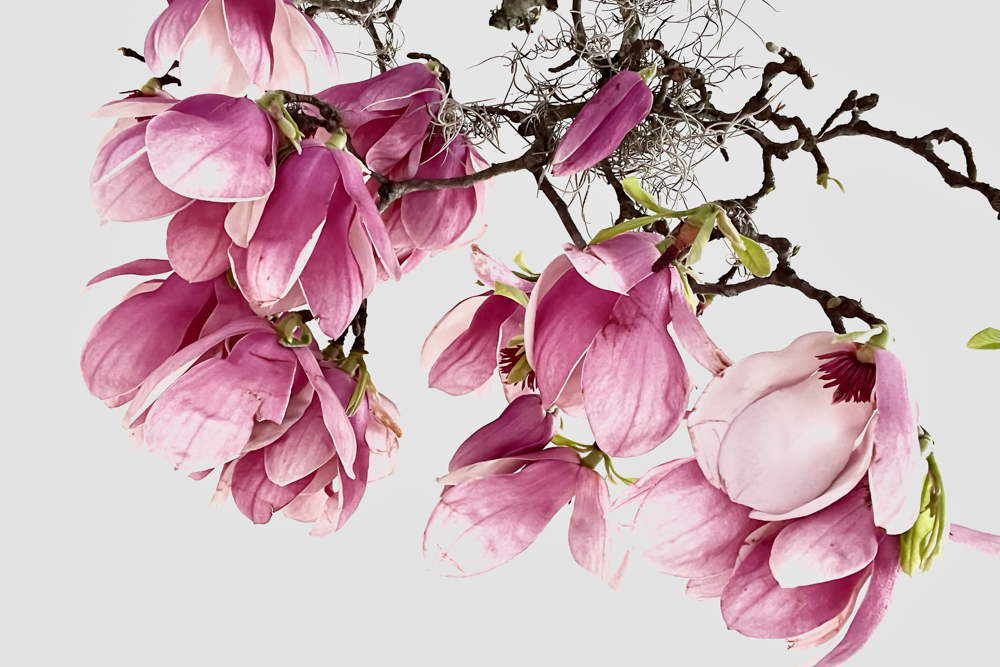 Tulip Magnolia