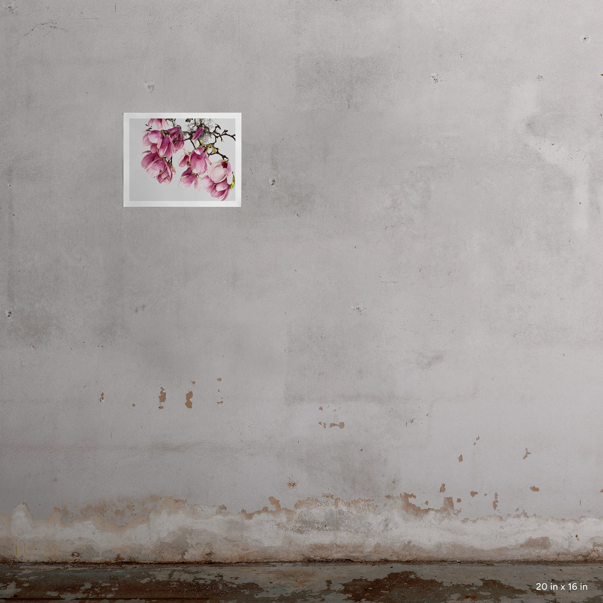 Tulip Magnolia