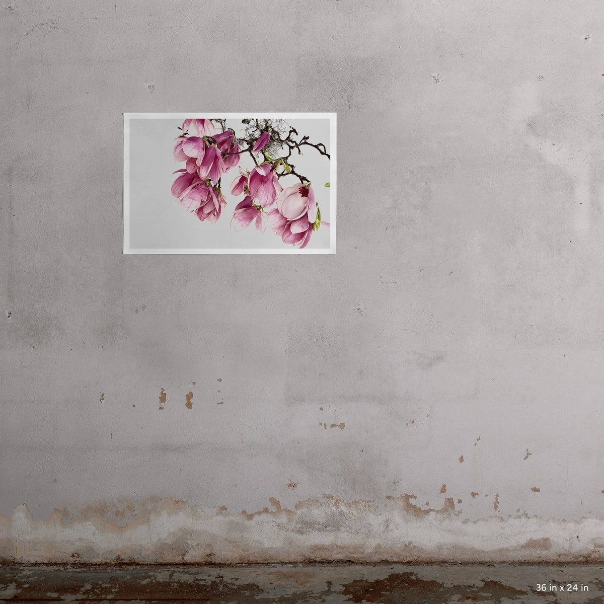 Tulip Magnolia