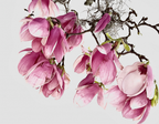 Tulip Magnolia