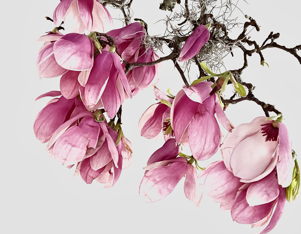 Tulip Magnolia