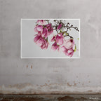 Tulip Magnolia