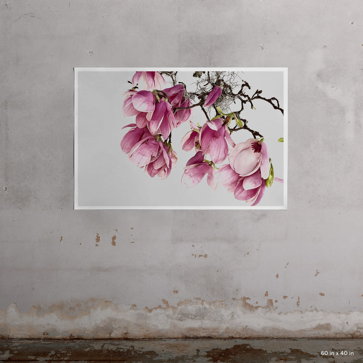 Tulip Magnolia