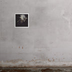 20x20" Wonder art print by Ashley Woodson Bailey, a bearded iris with an Edwardian feel fit for the cover of The Age of Innocence.