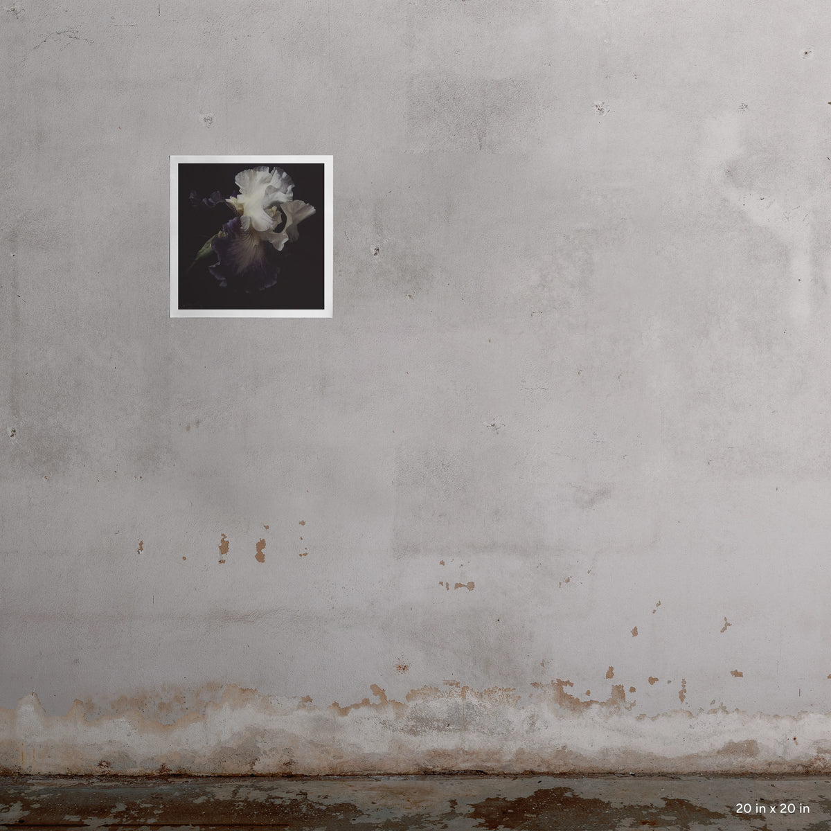 20x20" Wonder art print by Ashley Woodson Bailey, a bearded iris with an Edwardian feel fit for the cover of The Age of Innocence.