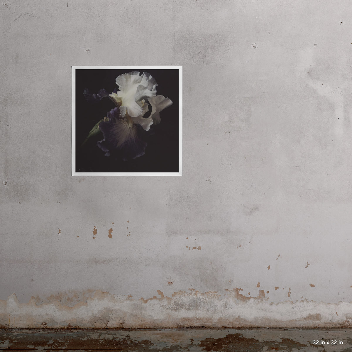 32x32" Wonder art print by Ashley Woodson Bailey, a bearded iris with an Edwardian feel fit for the cover of The Age of Innocence.