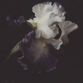 Ashley Woodson Bailey Wonder Artwork