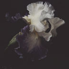 Wonder art print by Ashley Woodson Bailey, a bearded iris with an Edwardian feel fit for the cover of The Age of Innocence.