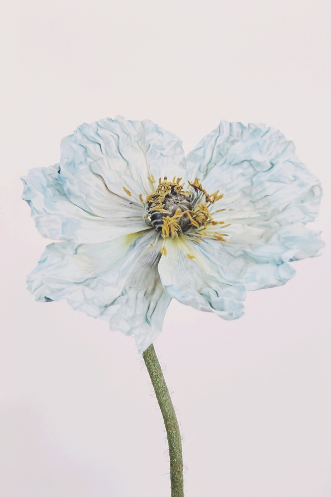 Blue Poppy 1
