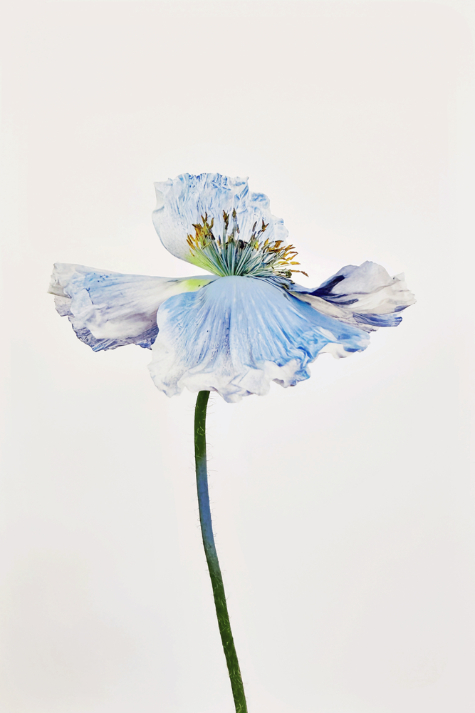 Blue Poppy 9