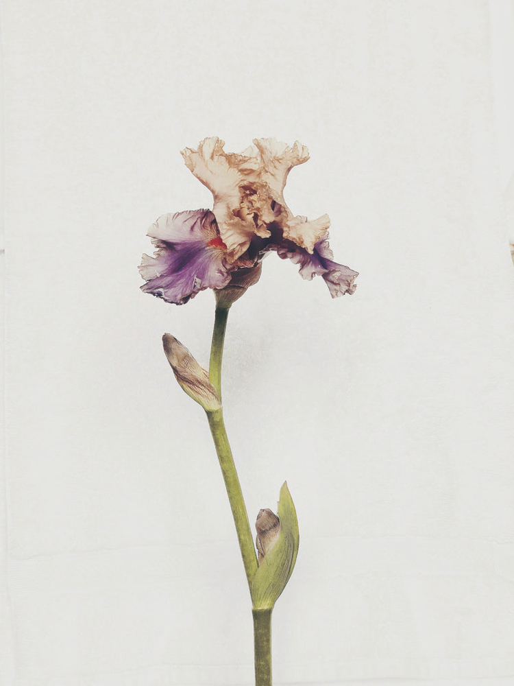 Ashley Woodson Bailey Iris Artwork