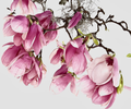 Ashley Woodson Bailey Tulip Magnolia Artwork