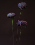 AWB Asters