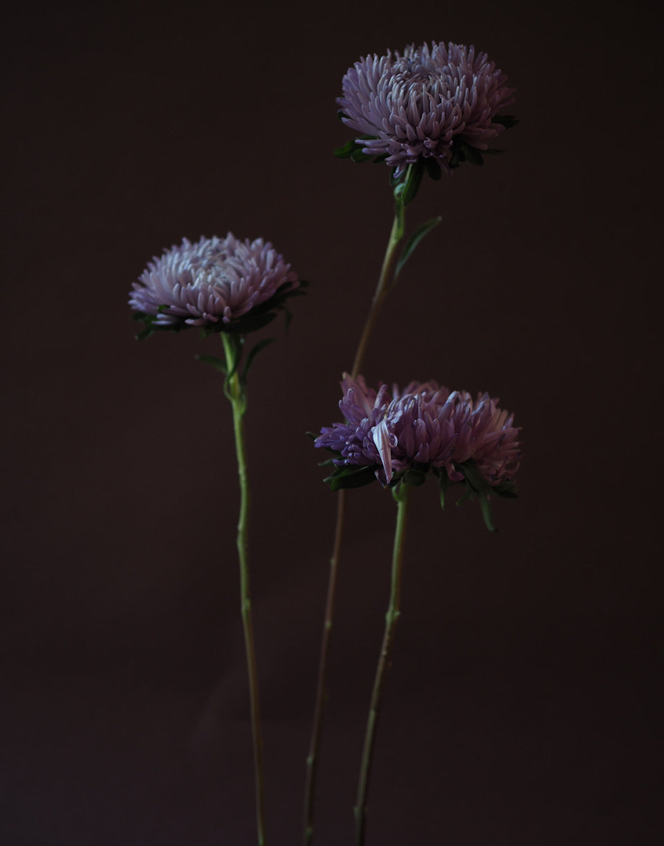 AWB Asters