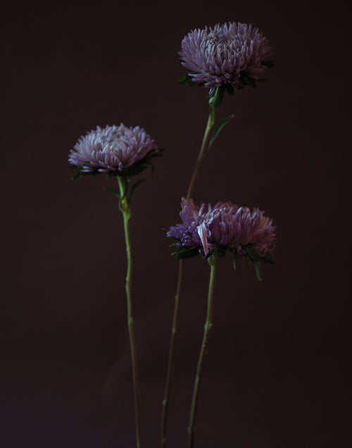 AWB Asters