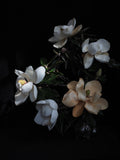 AWB Blanche