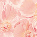 Pink Poppies