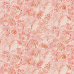 Pink Poppies