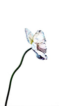 AWB Blue Poppy 7