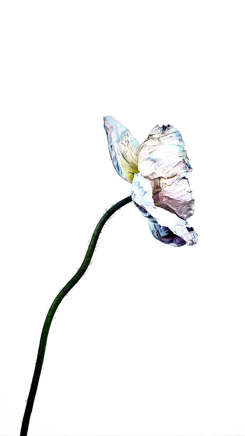 AWB Blue Poppy 7