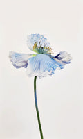 AWB Blue Poppy 9