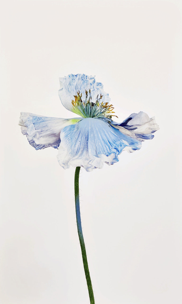 AWB Blue Poppy 9